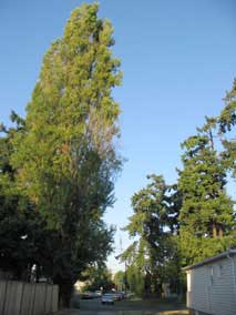 Black Poplar (<em>Populus nigra</em>) tree next to driveway