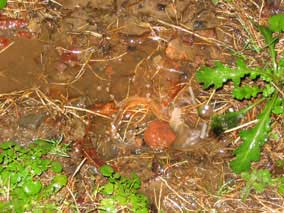 Puddle from water dripping down from the corner of the guttering