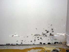 Moldy drywall