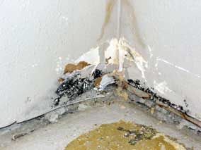 Moldy drywall