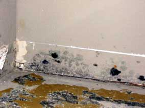 Moldy drywall