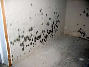 Moldy drywall