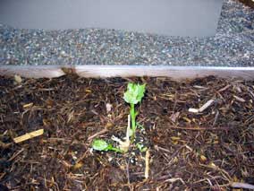 <em>Kirengeshoma palmata</em> Yellow Wax Bells coming up in spring
