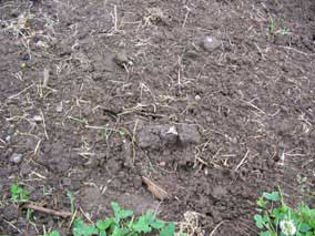 Rototilled lawn after rain