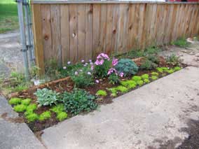 Flowerbed after three weeks