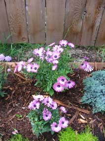New African Daisy (<em>osteospermum</em>) behind first one