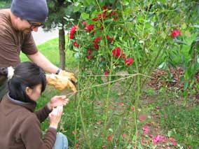 Nate and Yuki tying up the rosebush for transplanting