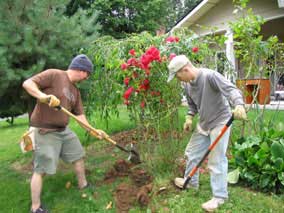 Digging up the rosebush for transplanting