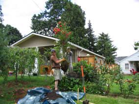 Transplanting the rosebush