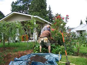 Transplanting the rosebush