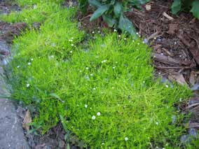 <em>sagina subulata aurea</em> Scotch Moss in bloom
