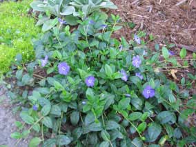 <em>vinca minor</em> Bowles Variety Myrtle in bloom