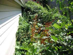 The jungle behind my garage
