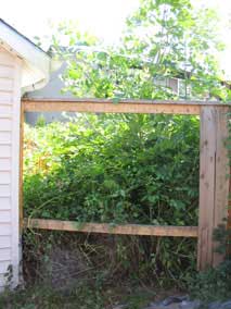 The jungle after pulling down fence boards