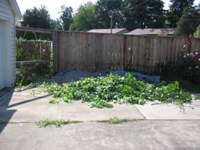 Vegetation debris pile after first day of clearing the jungle behind the garage