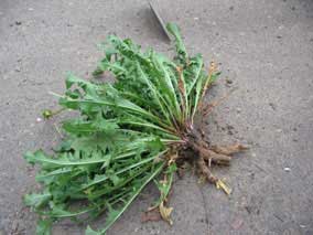 Specimen dandelion (<em>Taraxacum</em>) rosette