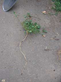 <em>Malva rotundifolia</em> weed with wicked taproot