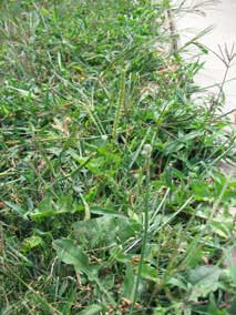 Closeup of weeds in west lawn