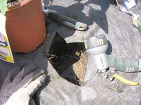 Planting hole dug and fertilizer and water added