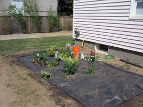 Some plants in the ground, others still waiting