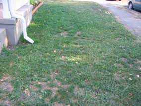 East lawn in August, bare patches, some grass, some weeds