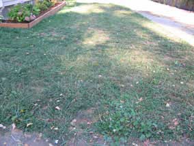 North lawn in August, bare patches, some grass, some weeds