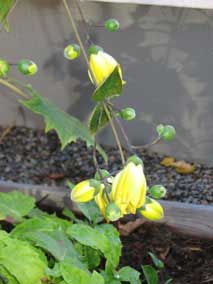 Yellow Wax Bells blooming