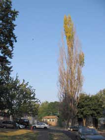 Black Poplar (<em>Populus nigra</em>) tree is mostly dead