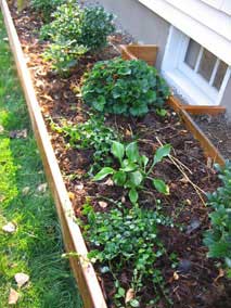 Two new Bowles Variety Myrtles (<em>Vinca minor</em>)