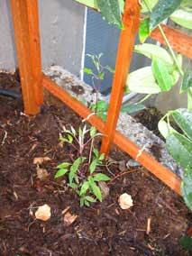Clematis is growing