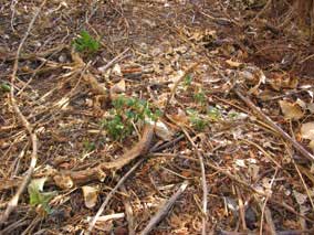 More blackberry plants coming up