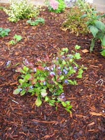 <em>Ceratostigma plumbaginoides</em> Hardy Plumbago