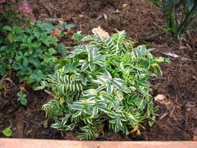 <em>Polemonium caeruleum</em> Jacob's Ladder 'Brise d'Anjou'