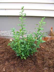 <em>Sarcococca ruscifolia</em> Fragrant Sarcococca