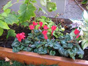 <em>Cyclamen persicum</em> Cyclamen
