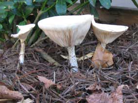 Big white mushrooms in the north planting bed