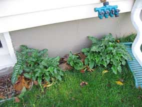 Mystery plants (<em>Arum italicum</em>) have returned in the fall
