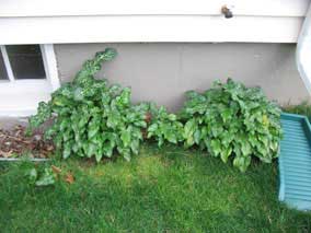 Caladiums getting bigger