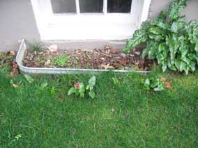 Mystery plants (<em>Arum italicum</em>) spreading past the window well