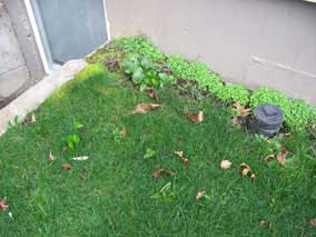 Mystery plants (<em>Arum italicum</em>) spreading along the north foundation wall, into the lawn