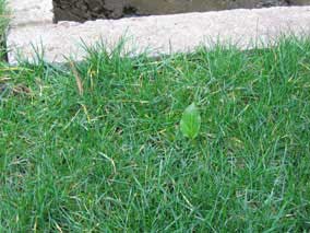 Mystery plant (<em>Arum italicum</em>) scout about ten feet from the original plants