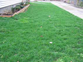 Nice green lawn in January