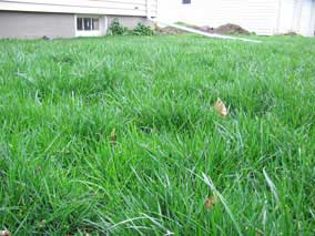 Nice green lawn in January