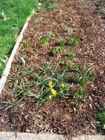 Winter Aconite starting to bloom, along with foliage from other bulbs still coming up