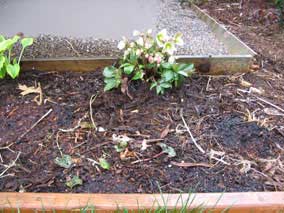 New <em>Helleborus</em> Lentin Rose