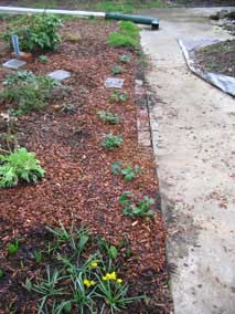 New Wild Strawberries <em>Fragaria chiloensis 'Lipstick'</em> in west garden