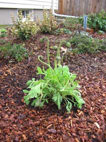 <em>Papaver nudicaule</em> Garden Gnome Poppy