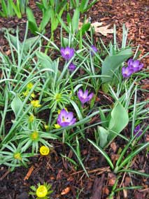 Crocus starting to bloom along with the Winter Aconite