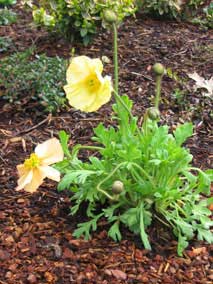 <em>Papaver nudicaule</em> Garden Gnome Poppy starting to bloom