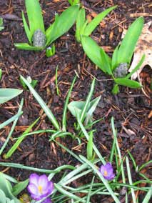 Hyacinths starting to come out of the ground